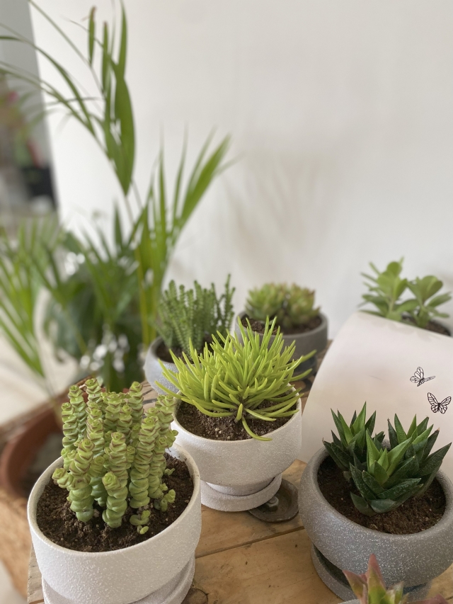 Suculentas en maceta
